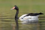 Image. Magpie Goose