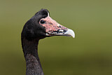 Image. Magpie Goose