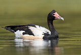 Image. Magpie Goose