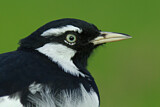 Image. Magpie-Lark