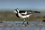 Image. Magpie-Lark