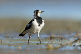 Image. Magpie-Lark