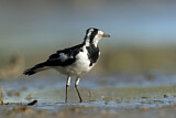 Image. Magpie-Lark