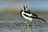 Image. Magpie-Lark