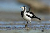 Image. Magpie-Lark
