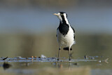Image. Magpie-Lark