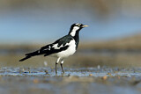 Image. Magpie-Lark