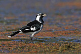 Image. Magpie-Lark