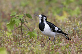 Image. Magpie-Lark