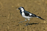 Image. Magpie-Lark