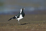 Image. Magpie-Lark