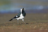 Image. Magpie-Lark