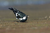 Image. Magpie-Lark
