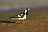 Image. Magpie-Lark