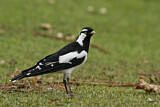 Image. Magpie-Lark