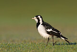 Image. Magpie-Lark