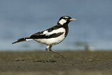 Image. Magpie-Lark