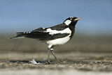 Image. Magpie-Lark