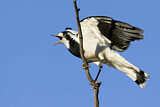 Image. Magpie-Lark