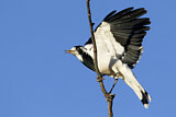 Image. Magpie-Lark
