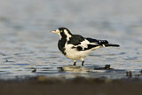 Image. Magpie-Lark