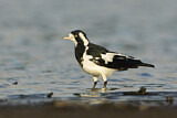 Image. Magpie-Lark