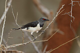 Image. Magpie Starling