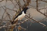 Image. Magpie Starling