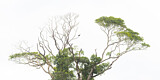 Image. Majestic Tree with Toucan