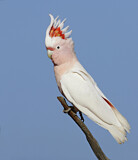 Image. Major Mitchell's Cockatoo