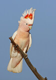 Image. Major Mitchell's Cockatoo