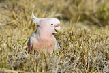 Image. Major Mitchell's Cockatoo