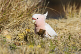 Image. Major Mitchell's Cockatoo