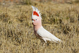 Image. Major Mitchell's Cockatoo