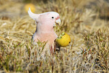 Image. Major Mitchell's Cockatoo