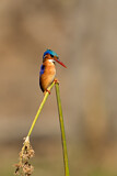 Image. Malachite Kingfisher