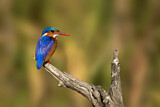 Image. Malachite Kingfisher