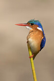 Image. Malachite Kingfisher