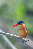 Image. Malachite Kingfisher