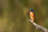 Image. Malachite Kingfisher