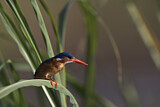 Image. Malachite Kingfisher