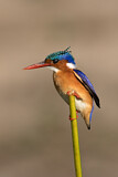 Image. Malachite Kingfisher