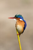 Image. Malachite Kingfisher