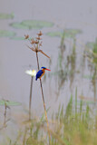 Image. Malachite Kingfisher