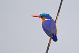 Image. Malachite Kingfisher