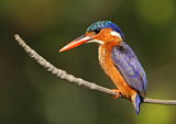 Image. Malachite Kingfisher