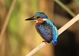 Image. Malachite Kingfisher