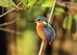 Image. Malachite Kingfisher