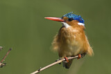 Image. Malachite Kingfisher