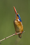 Image. Malachite Kingfisher